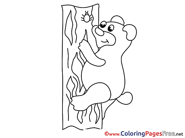 Bear Colouring