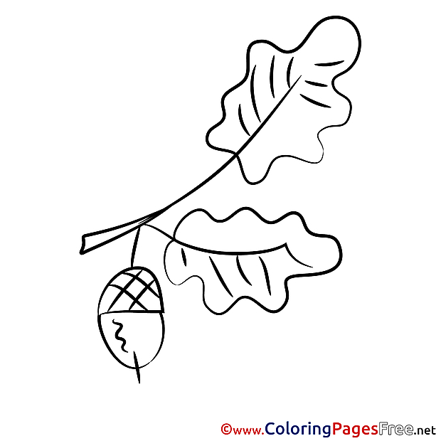 Acorn for Kids printable Colouring Page