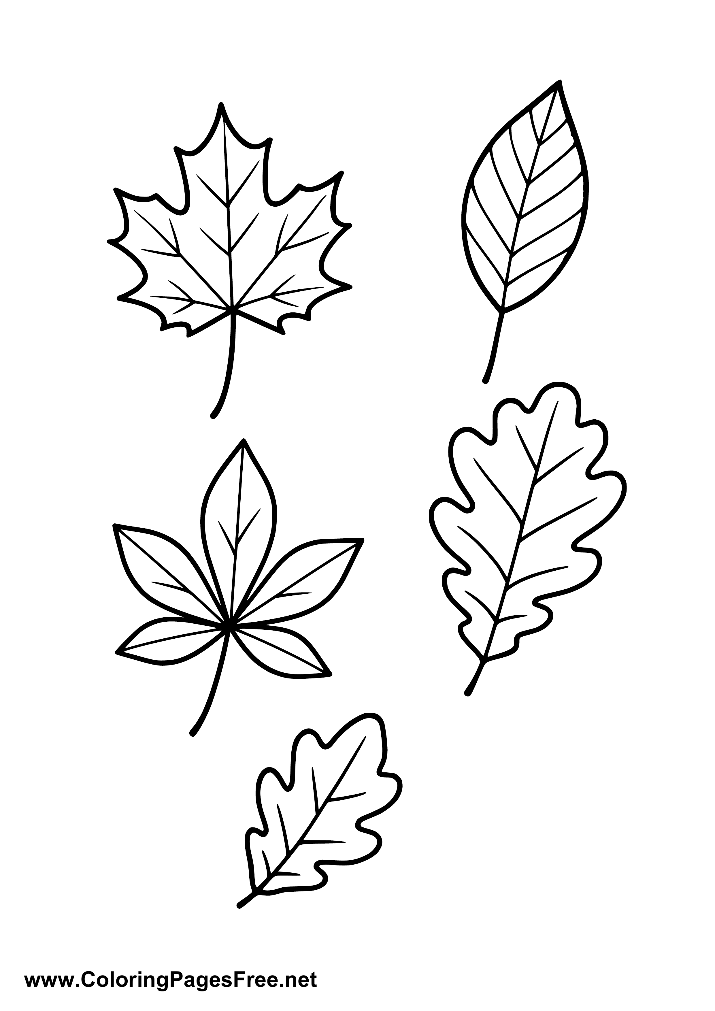 Assorted Autumn Leaves Coloring Page