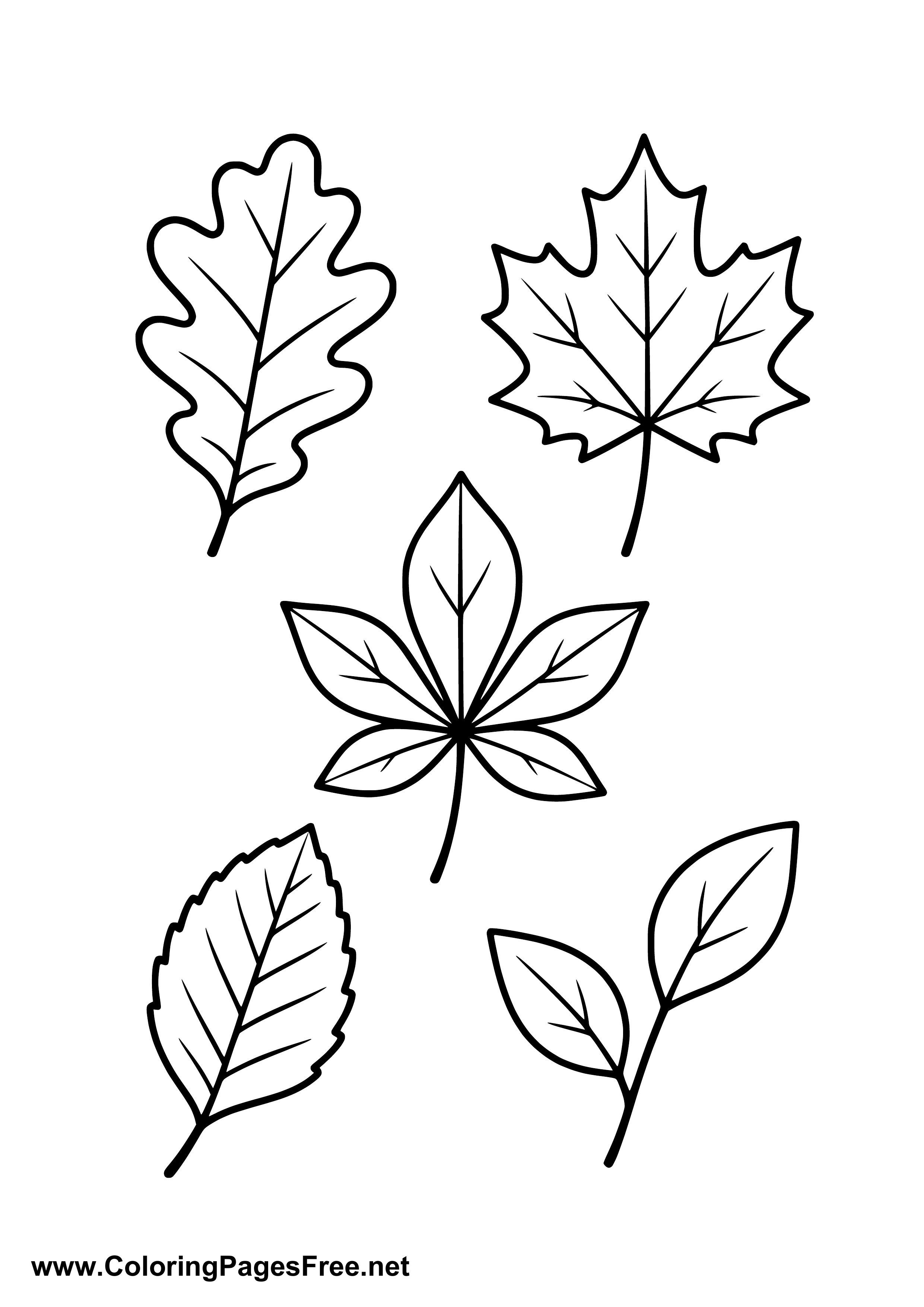 Autumn Leaves Branch Collection Coloring Page