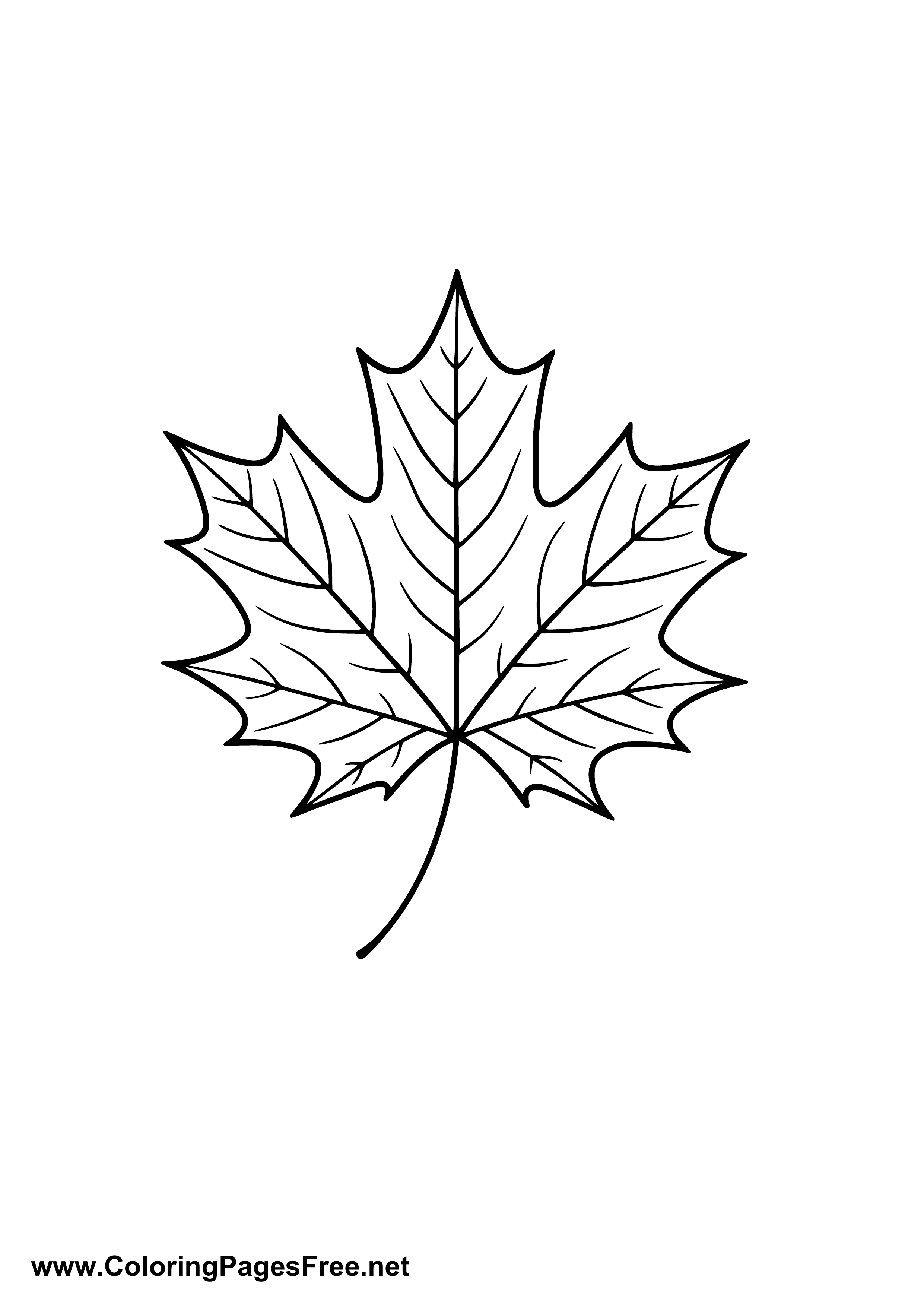 Autumn Maple Leaf Coloring Page