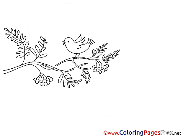 Bird for free Coloring Pages download