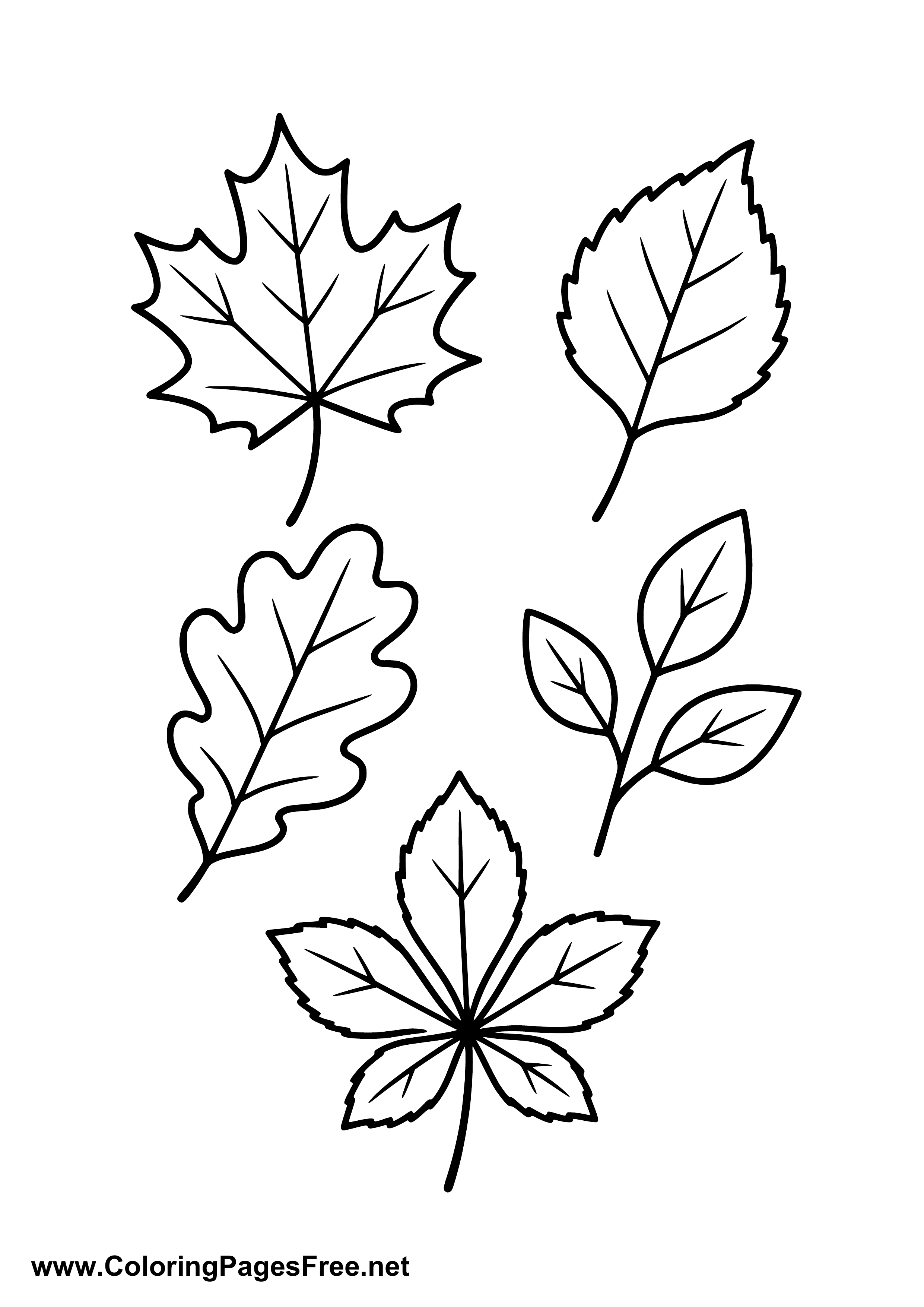Different Leaves in Autumn Coloring Page