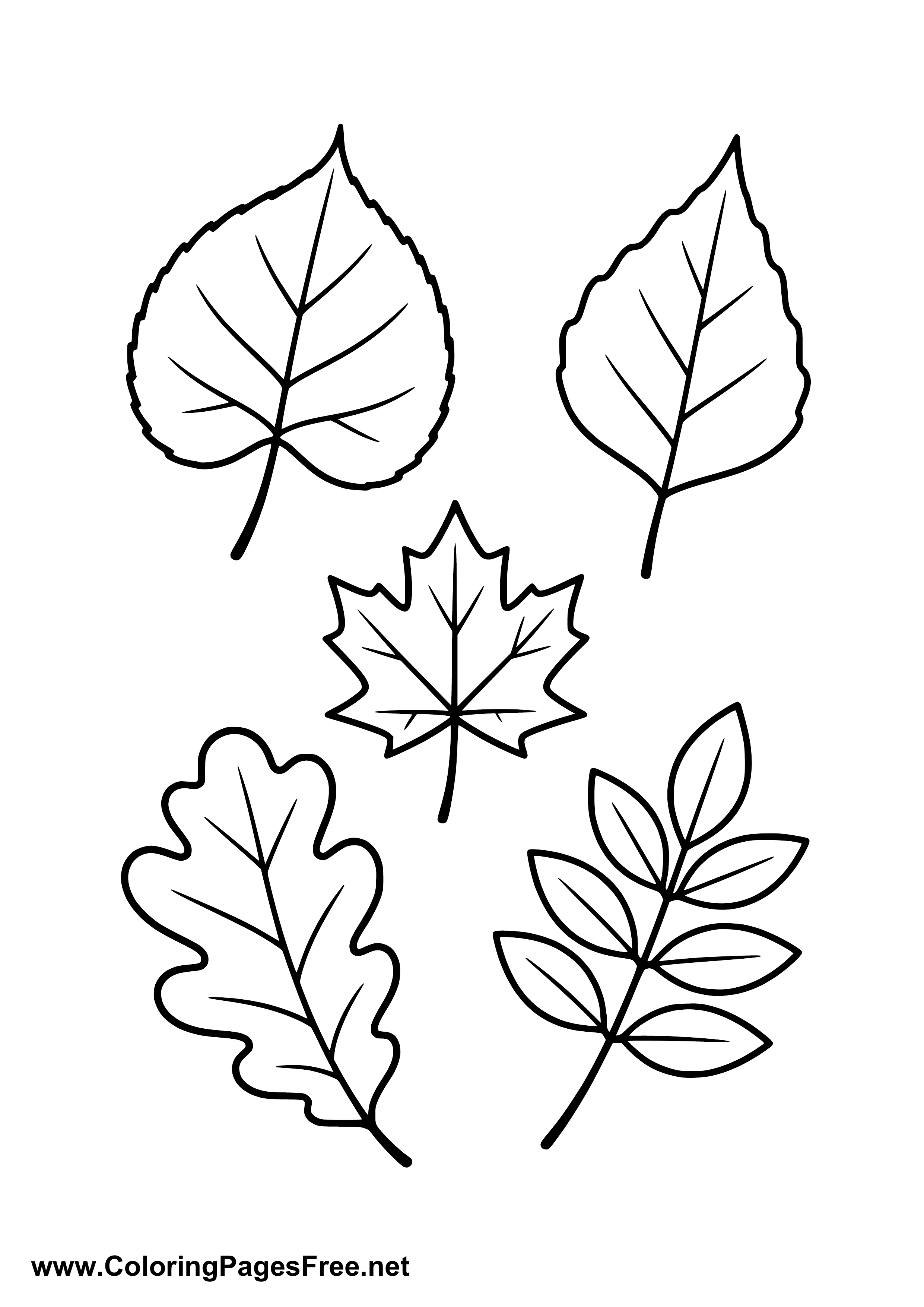 Four Autumn Leaves Coloring Page