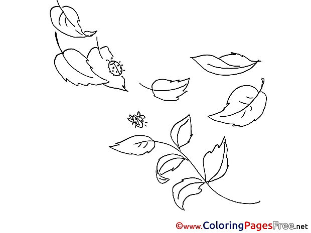 Insects free Colouring Page download