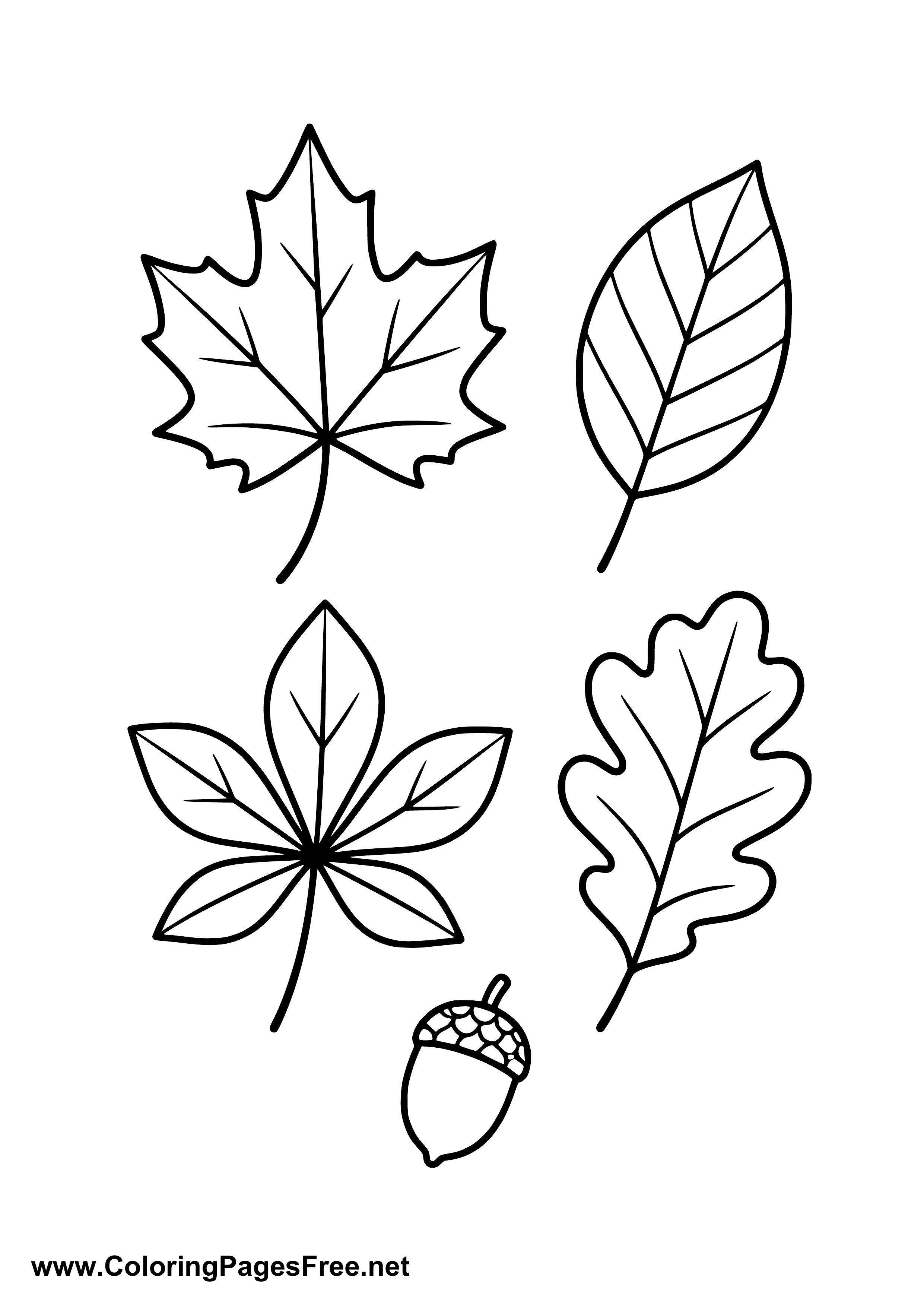 Maple and Oak Leaves Coloring Page