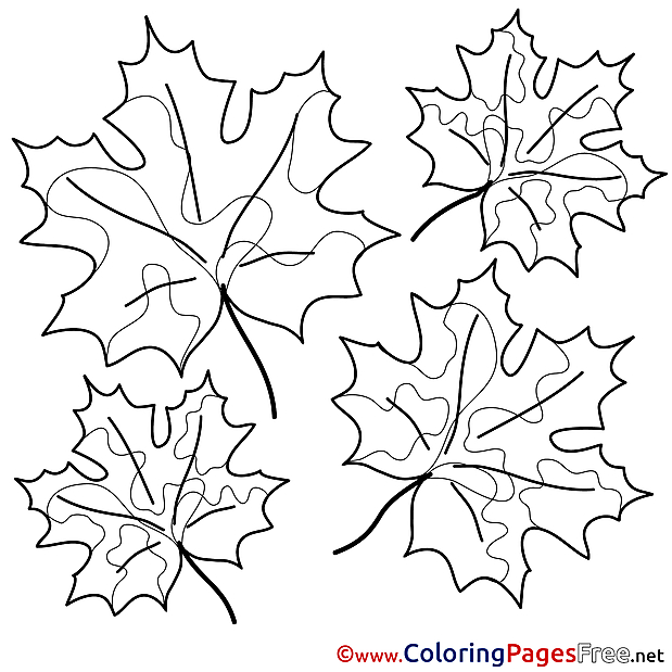 Maple Leaves Colouring Sheet download free