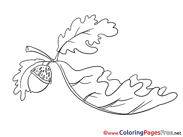 Oak Leaf Colouring Sheet download free