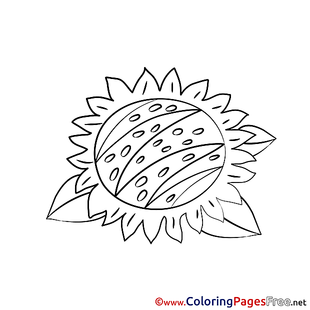 Sunflower Colouring Sheet download free
