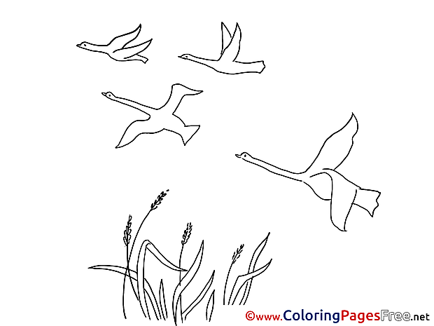 Swans Colouring Page printable free