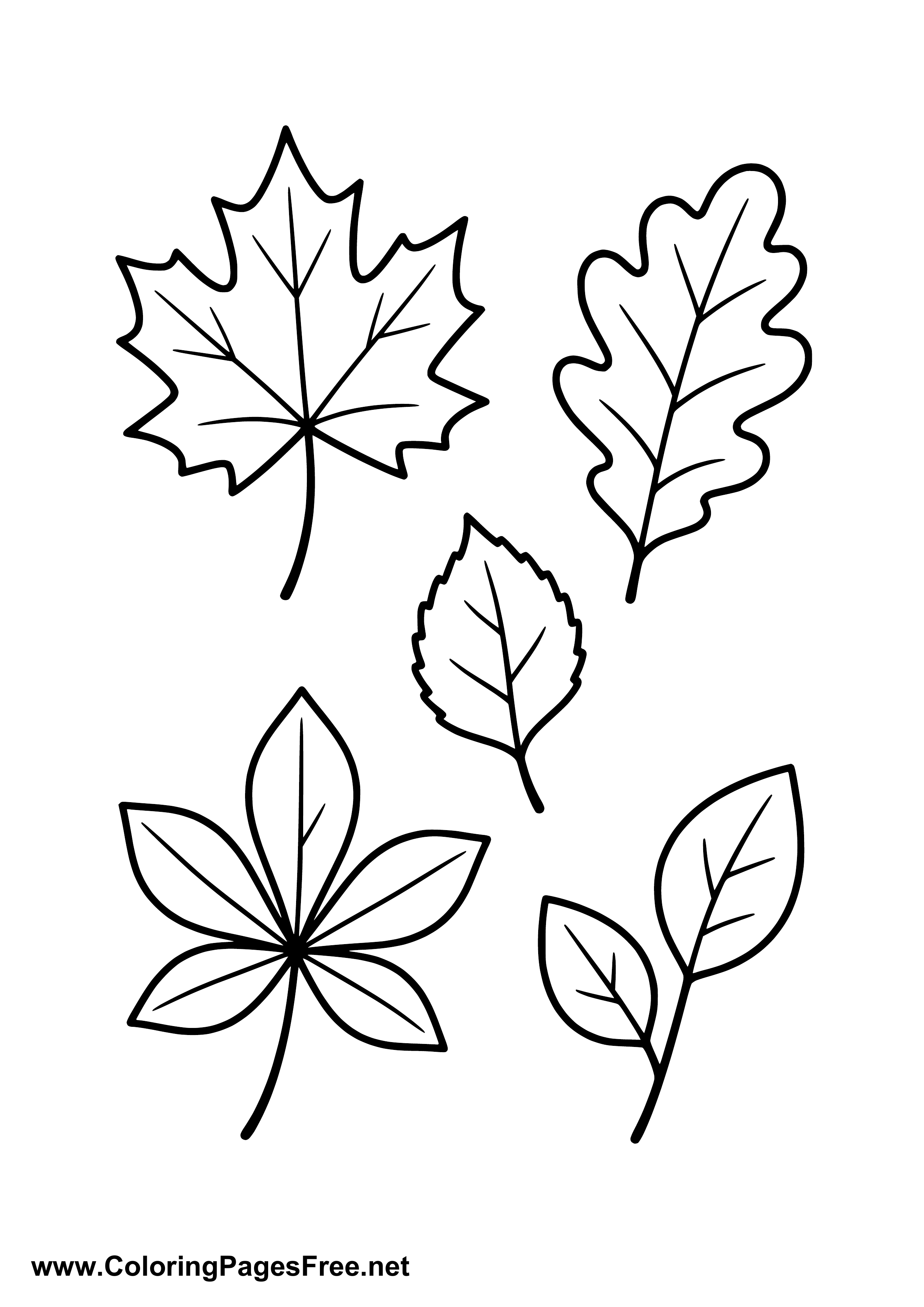Various Autumn Leaves Coloring Page