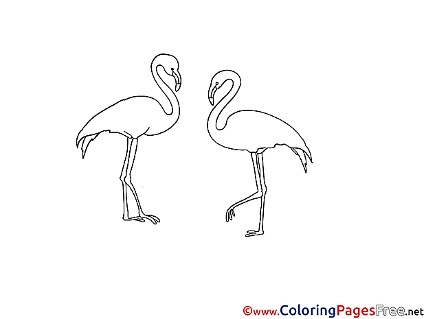Flamingo Children Coloring Pages free