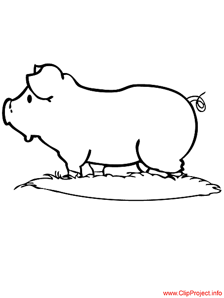 Pig image for coloring