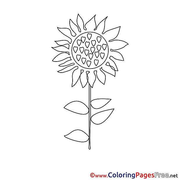 Printable Coloring Sheets Sunflower download