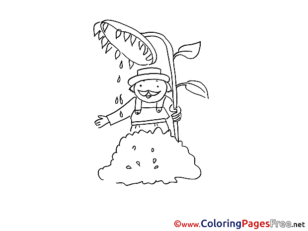 Sunflower Coloring Sheets download free