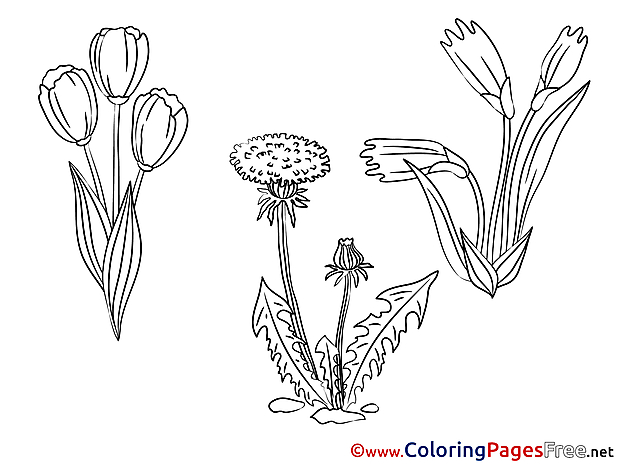 Aster free Colouring Page download