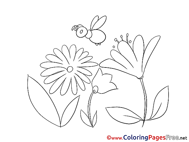Bee Coloring Pages for free