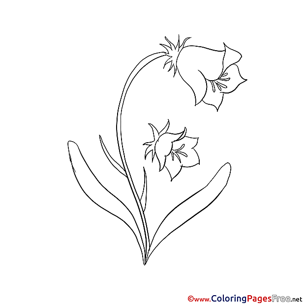 Bluebell Coloring Sheets download free