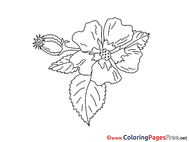 Bud Coloring Sheets download free