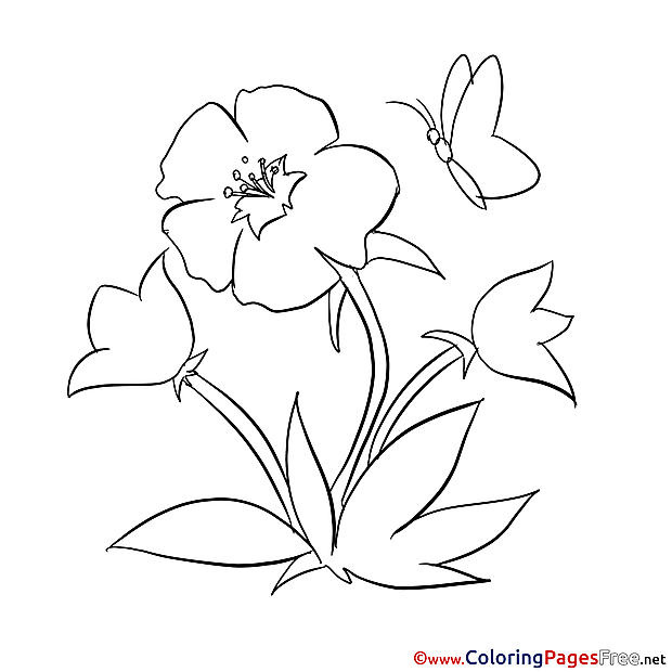 Butterfly Coloring Pages for free