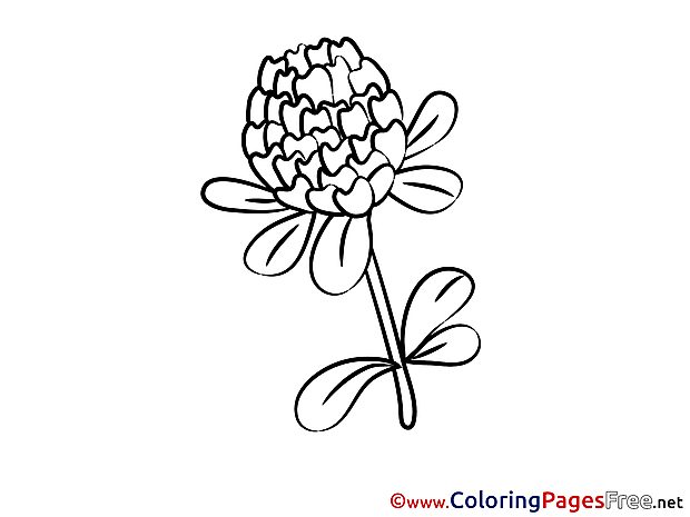 Chrisanthemum Coloring Sheets download free