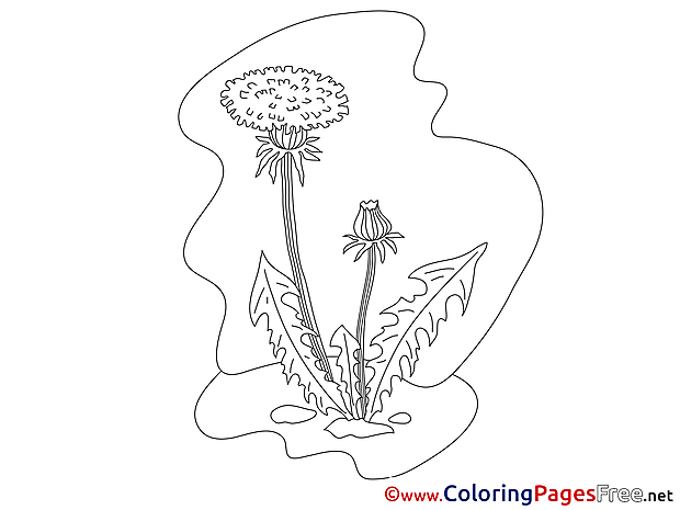 Dandelion printable Coloring Sheets download