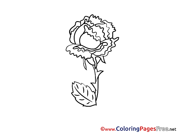 Download Rose Colouring Sheet free