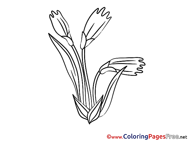 Flowering Coloring Pages for free