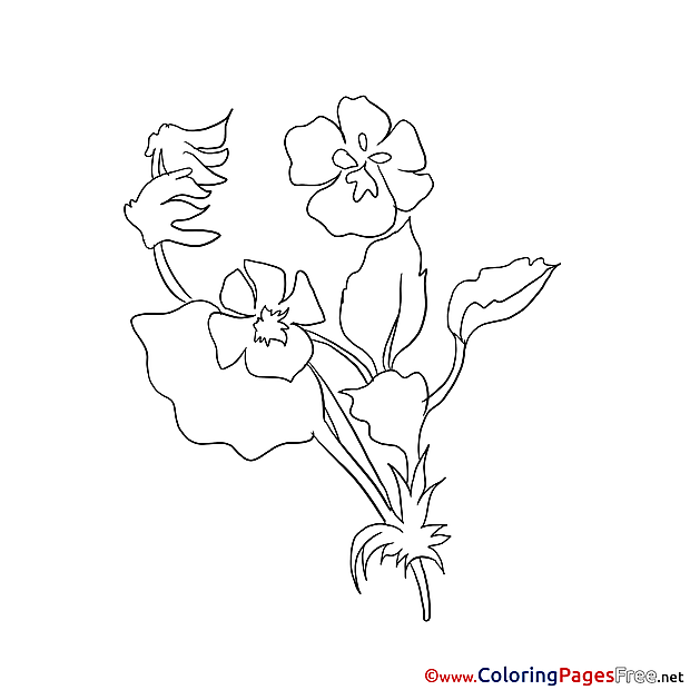 Image Flower Colouring Sheet download free