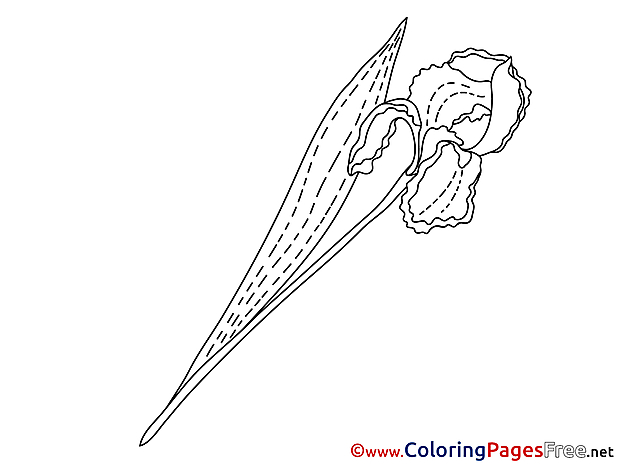 Iris printable Coloring Pages for free