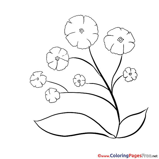 Picture Flowers Children download Colouring Page