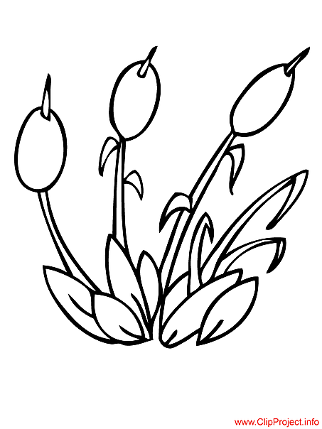 Plants coloring page reeds