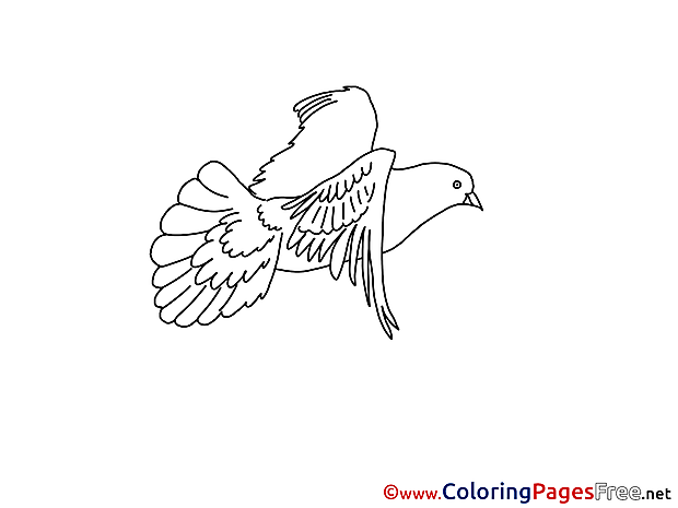 Colouring Page Pigeon Pentecost free