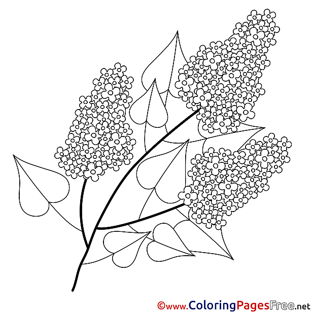 Lily Colouring Page Spring free