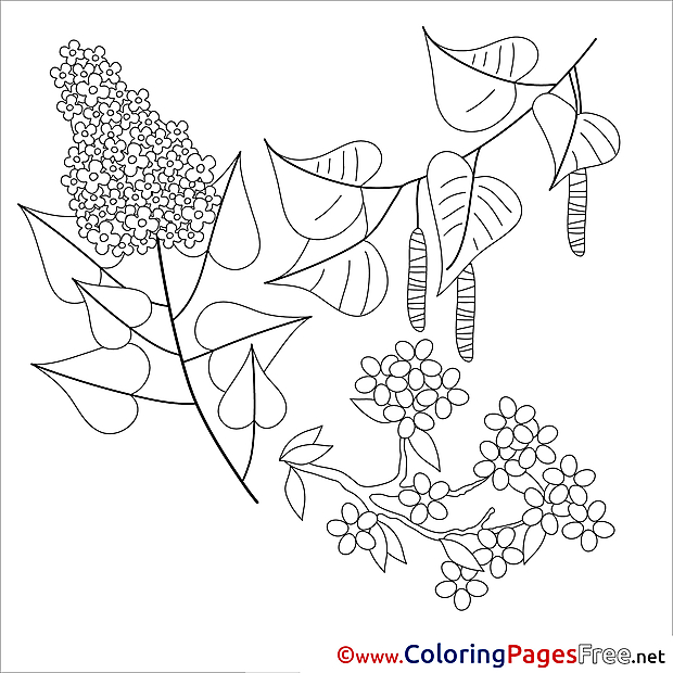 Lily printable Spring Coloring Sheets