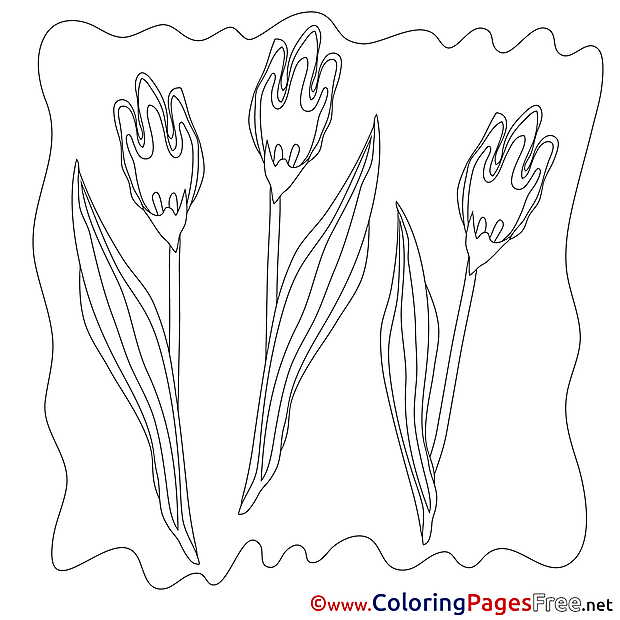 Tulips Coloring Sheets Spring free