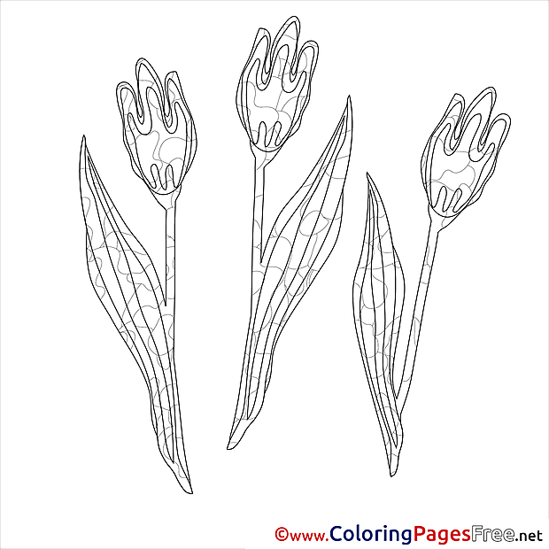 Tulips free Spring Coloring Sheets