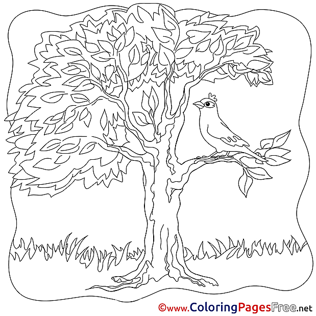 Bird Colouring Page Tree Summer free