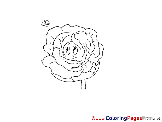 Cabbage Colouring Sheet download free