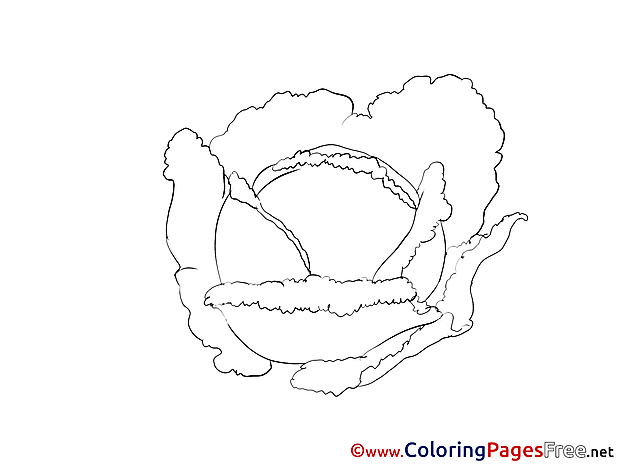 Cabbage for free Coloring Pages download