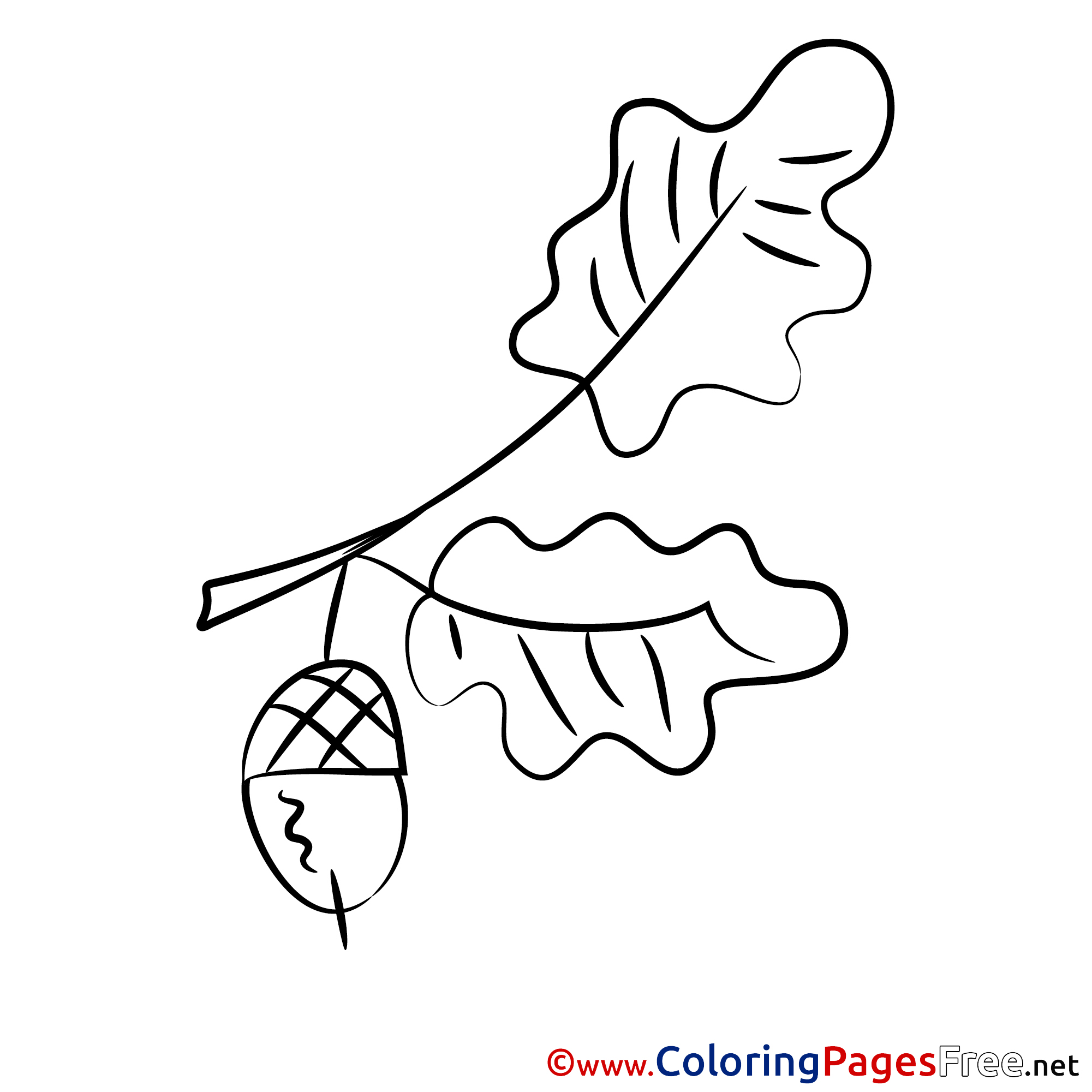 Download Acorn for Kids printable Colouring Page