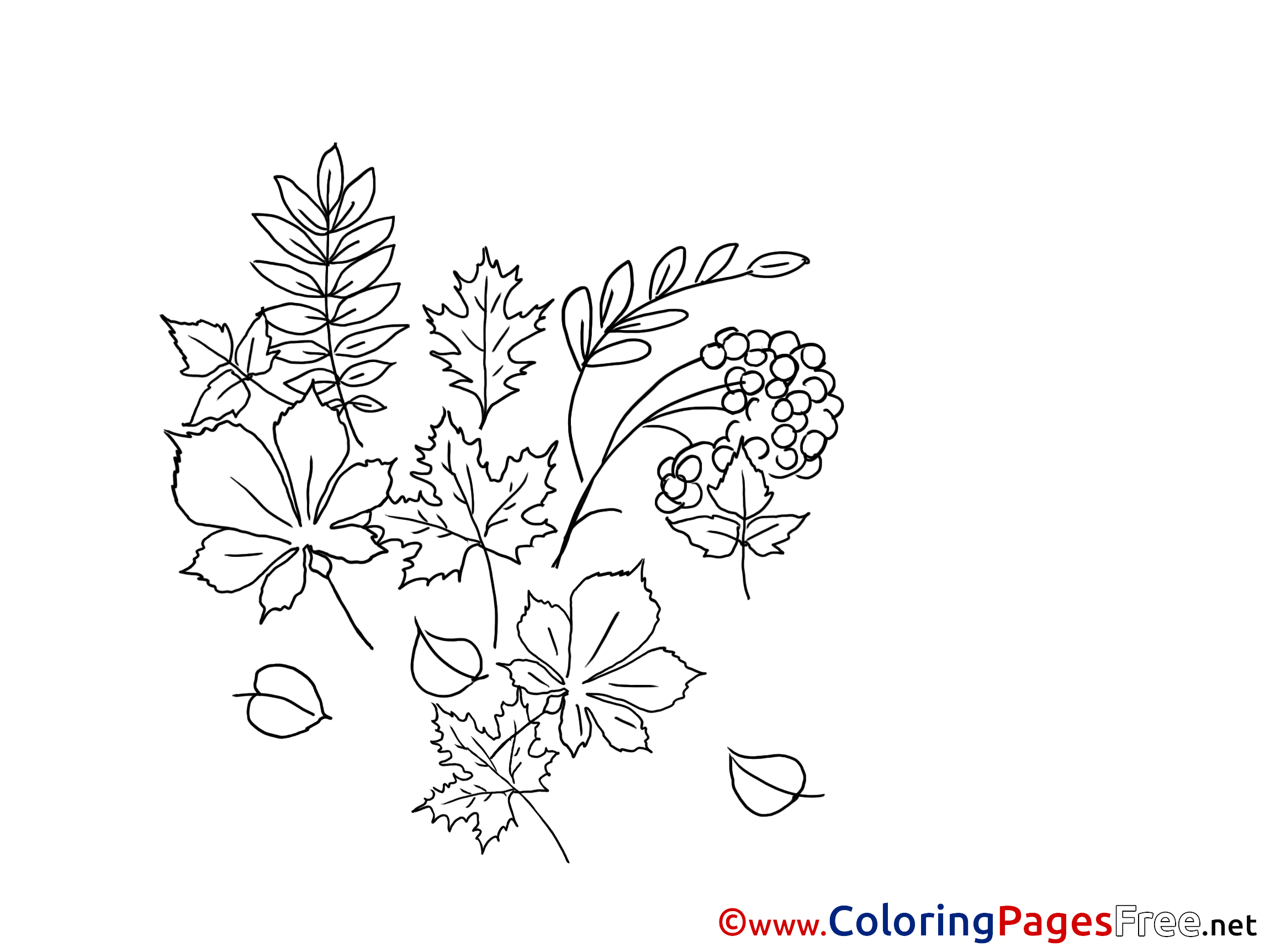 Herb Coloring Pages Herbs Children Coloring Pages free