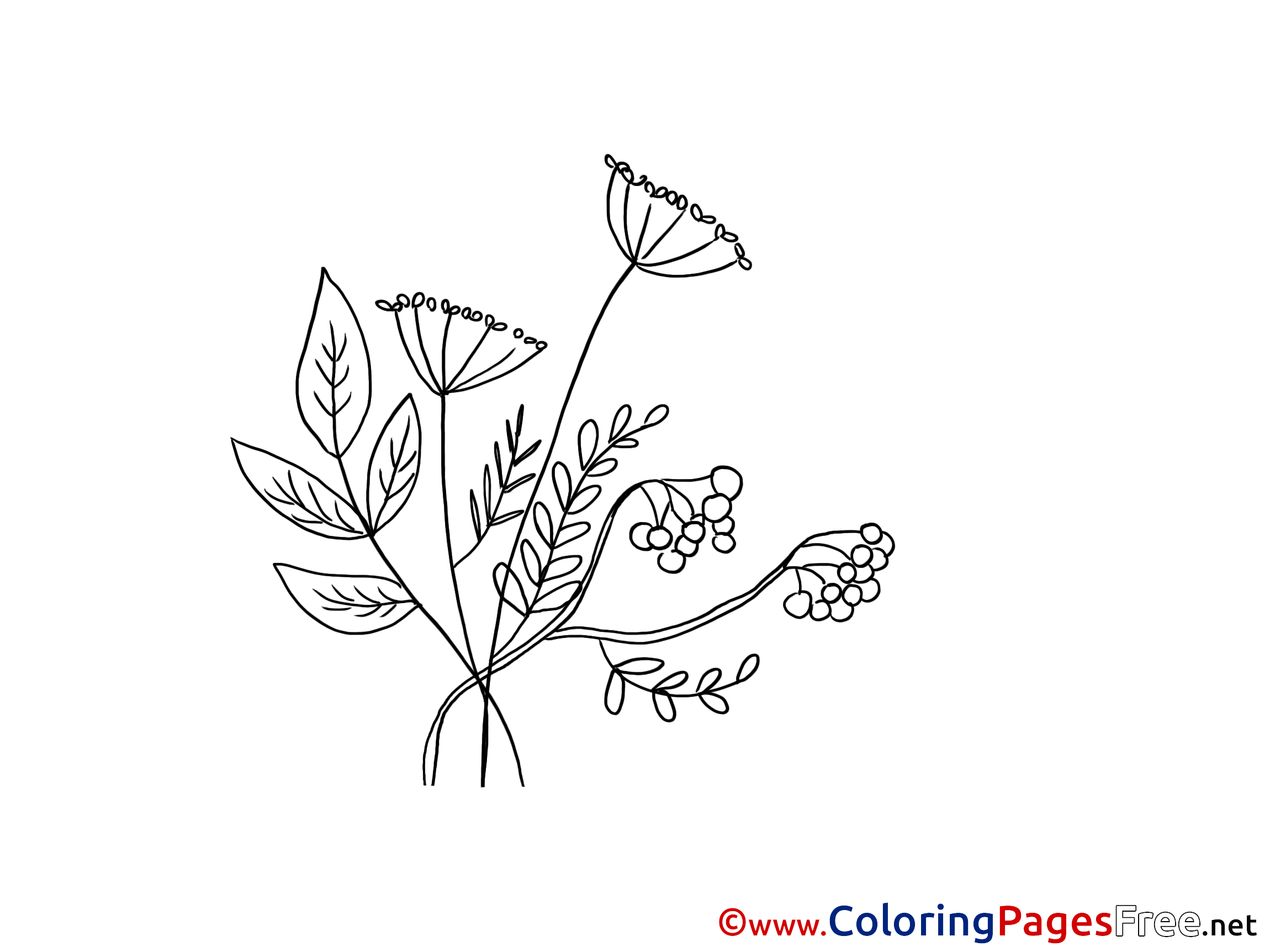 Herb Coloring Pages Sketch Coloring Page