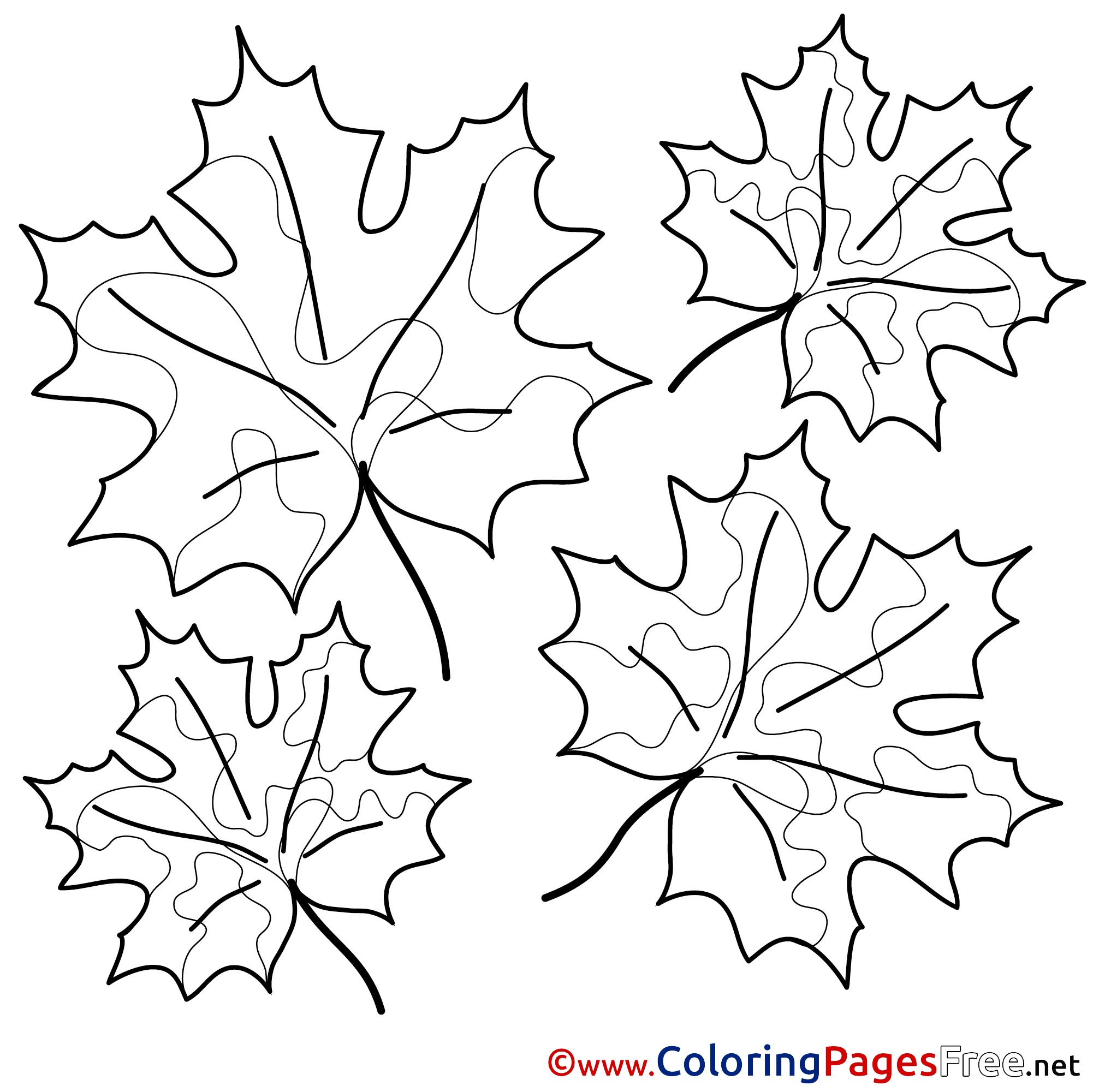 Maple Leaves Colouring Sheet Download Free