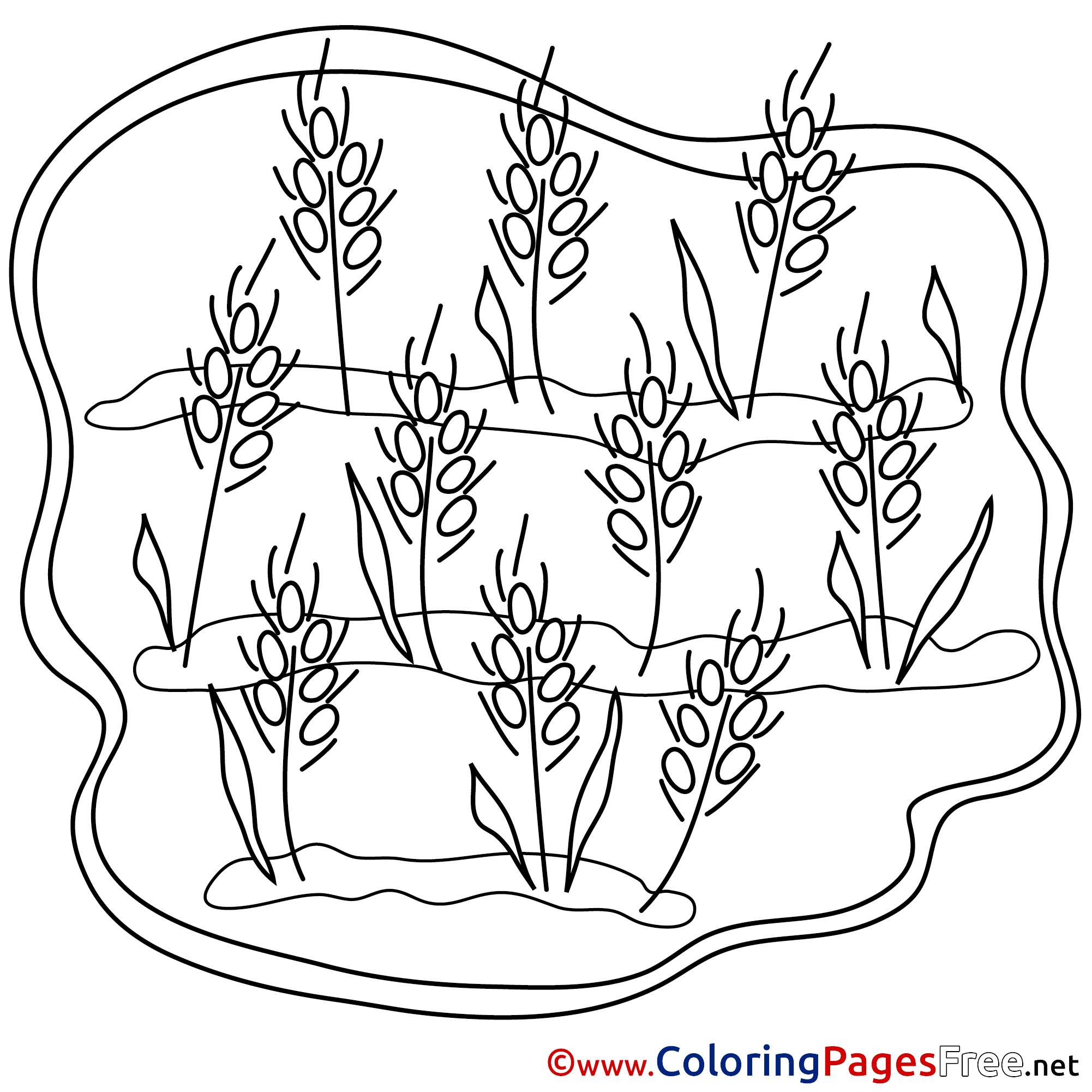 Wheat Children download Colouring Page