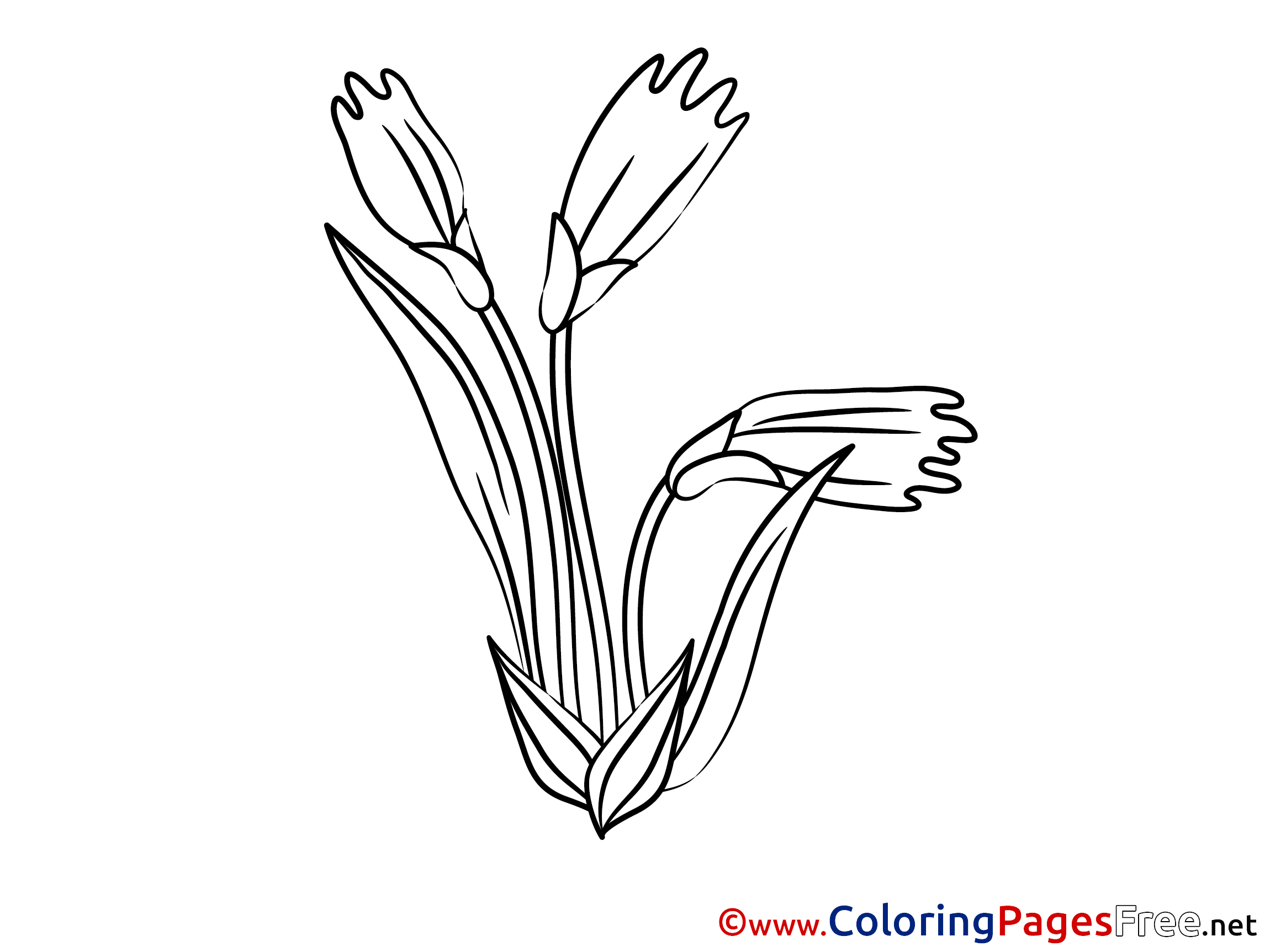 Flowering Coloring Pages for free