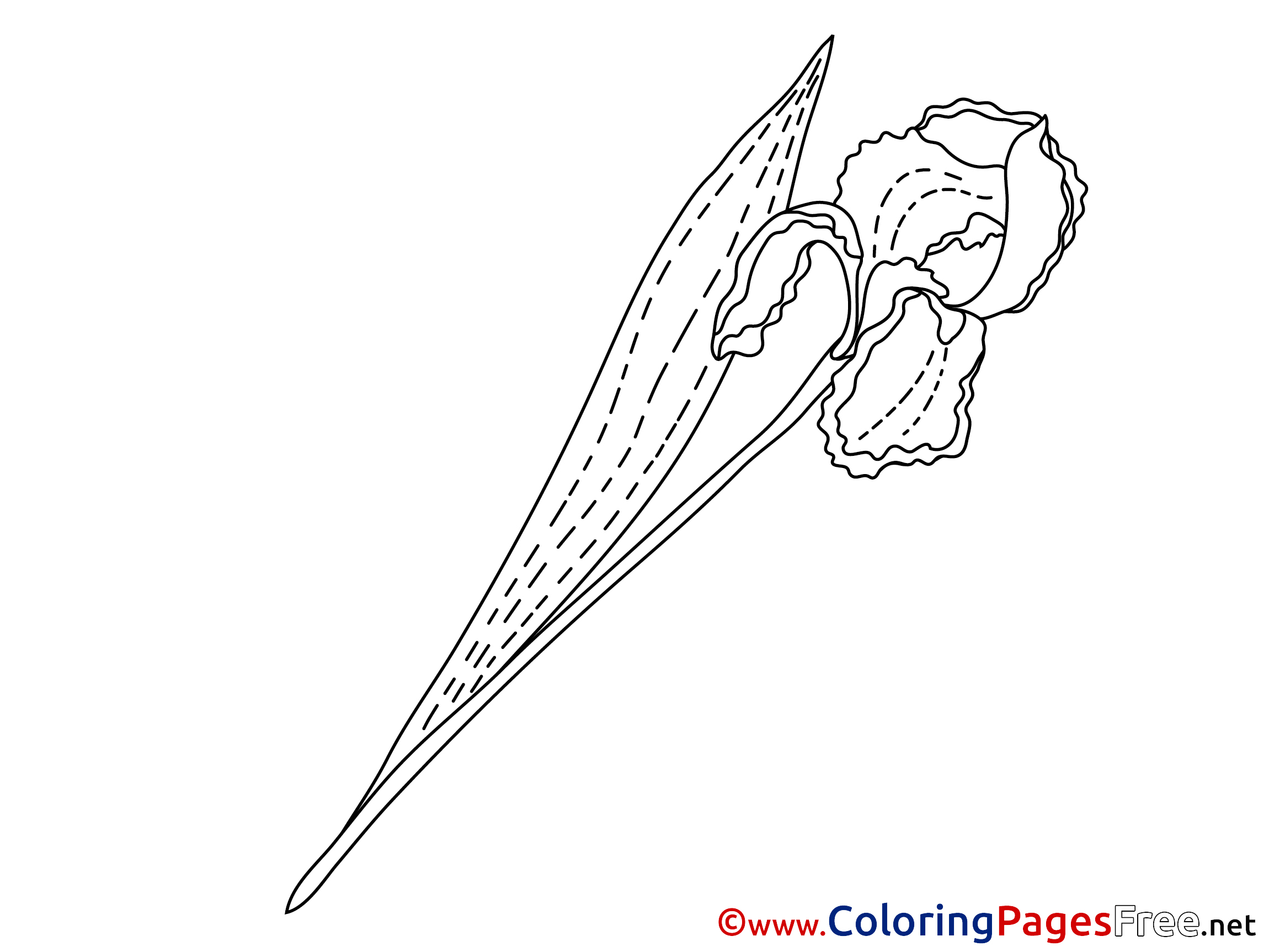 Iris Printable Coloring Pages For Free