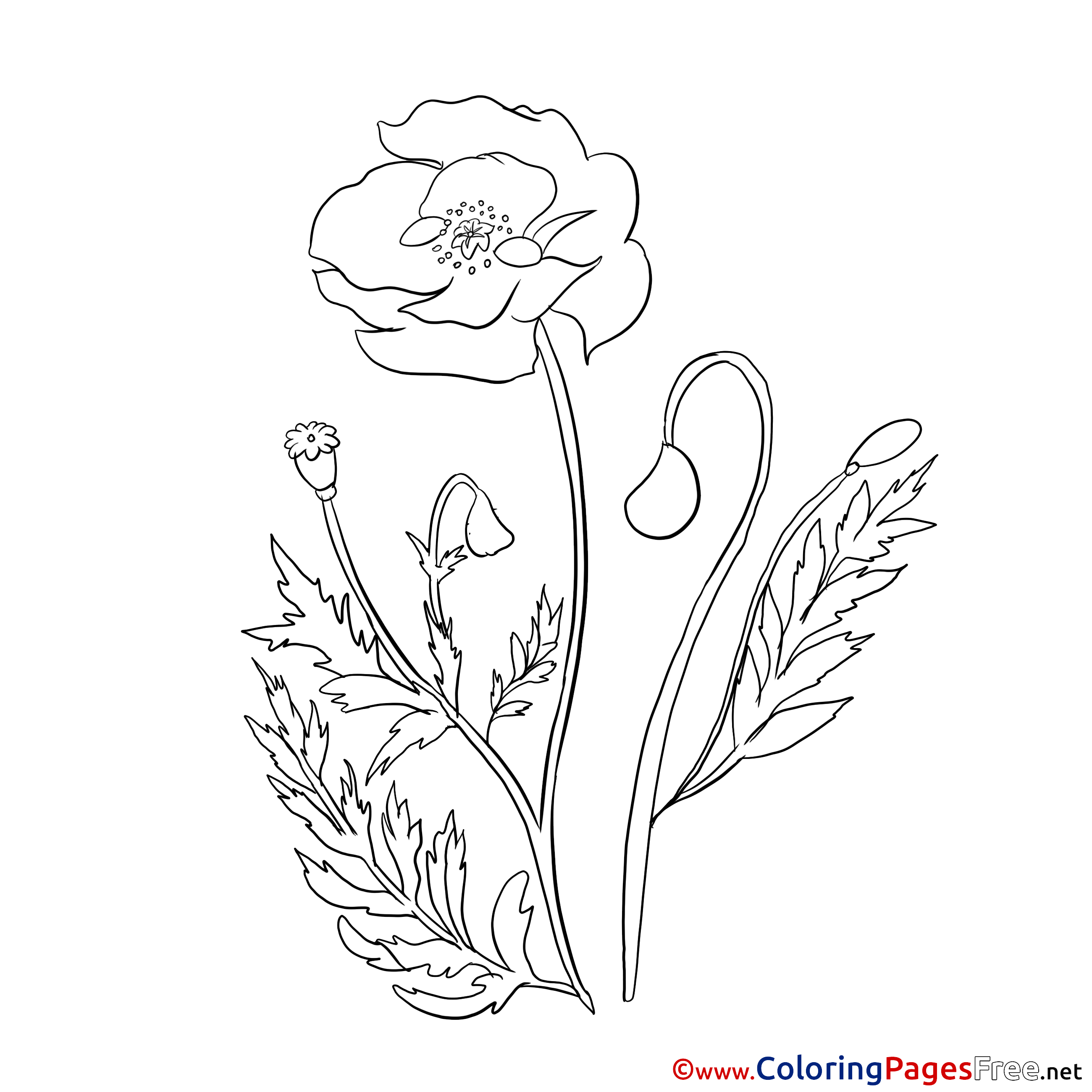 Poppy Children Coloring Pages Free