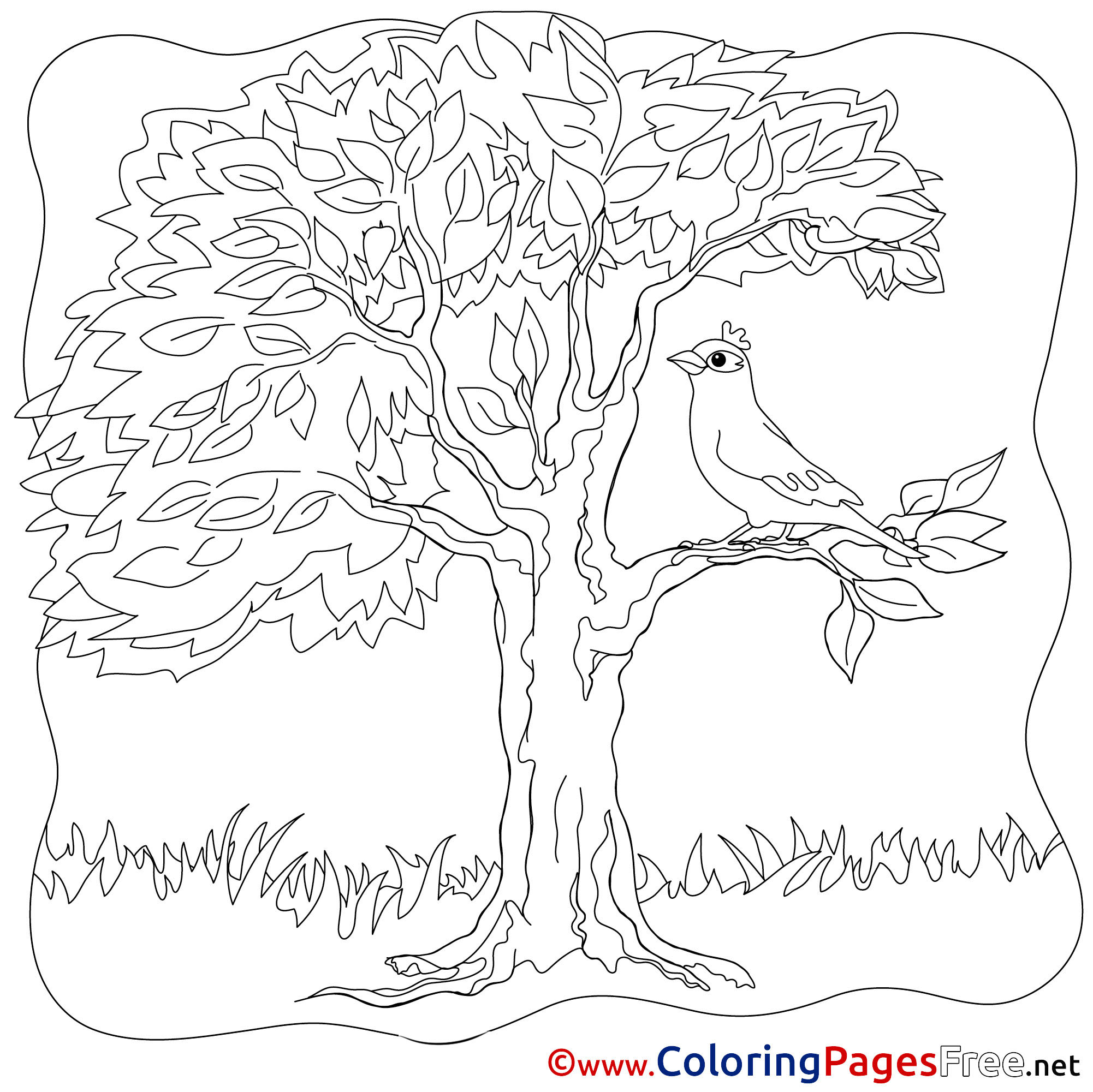 Bird Colouring Page Tree Summer free