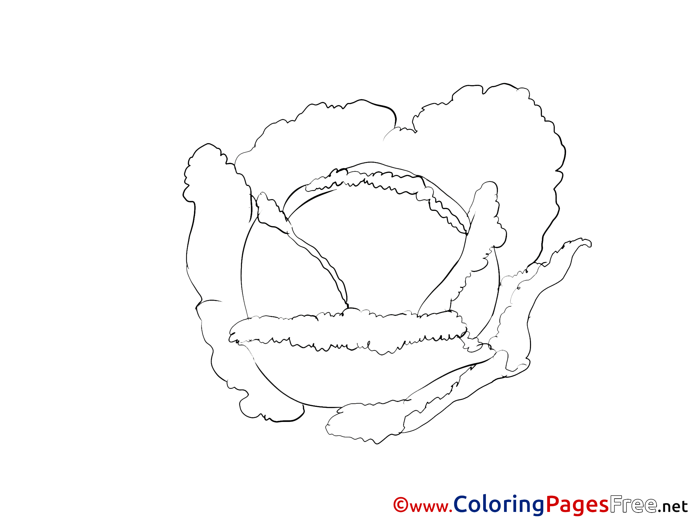 Cabbage For Free Coloring Pages Download